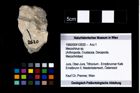 Foto (Objekt + Etikett) von Mecochirus sp.  (NHMW-GEO-1990-0041-2620)
